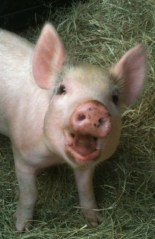 Pig_Sadie_Hope_Animal_Sanctuary_HAS